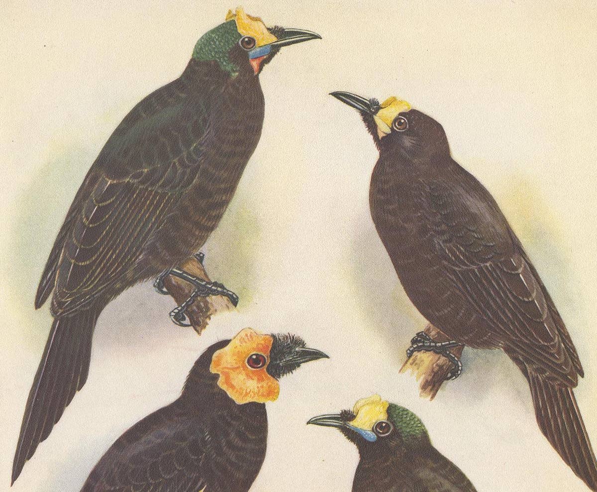 Antique Print of the Wattled Bird of Paradise and Others, 1950