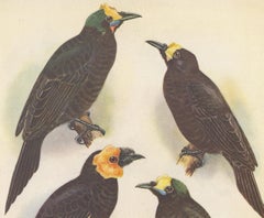 Antique Print of the Wattled Bird of Paradise and Others, 1950