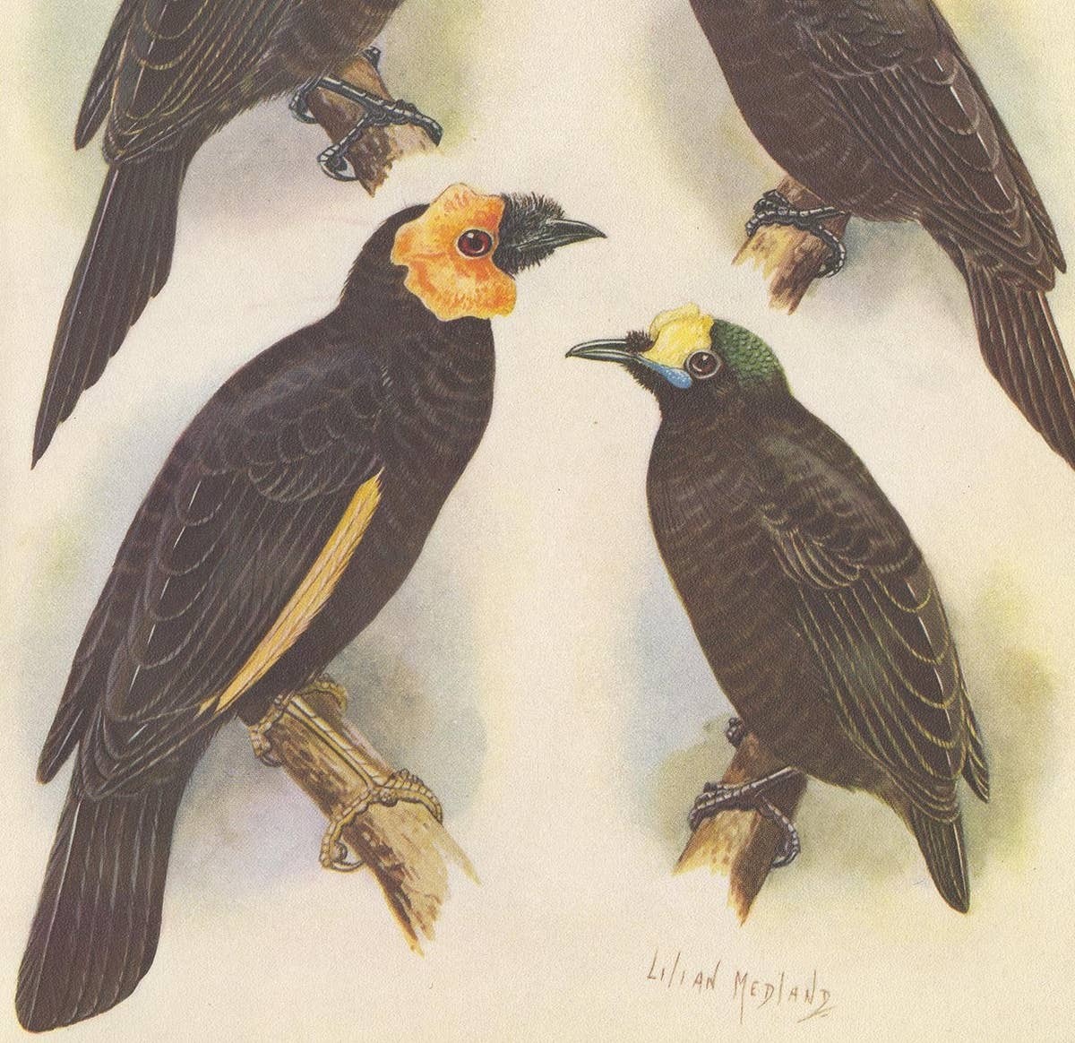 Antique Print of the Wattled Bird of Paradise and Others, 1950