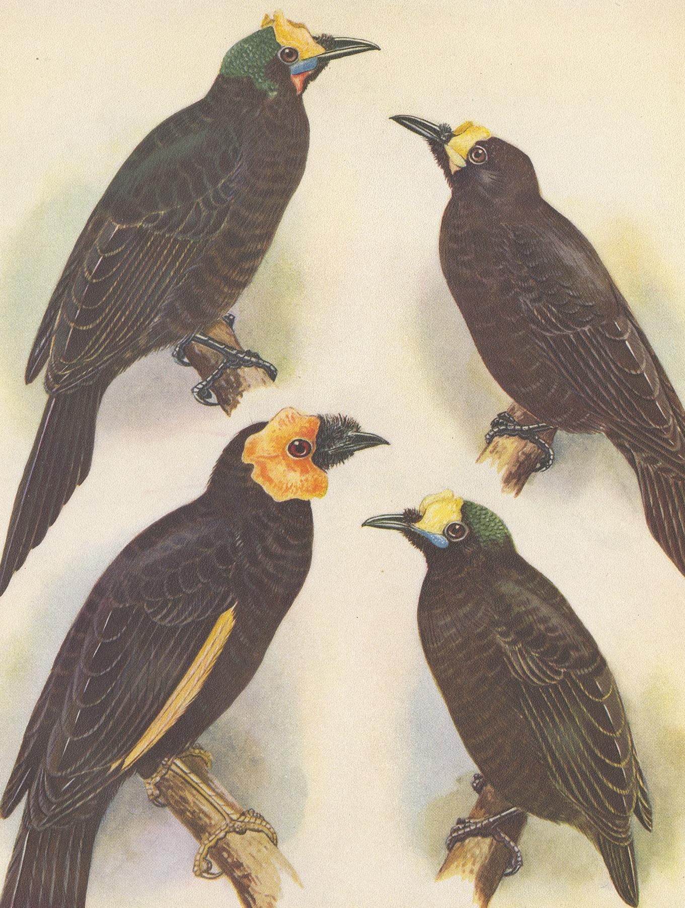 Antiker Druck des Wattled-Vogels des Paradieses und anderer, 1950 (20. Jahrhundert) im Angebot