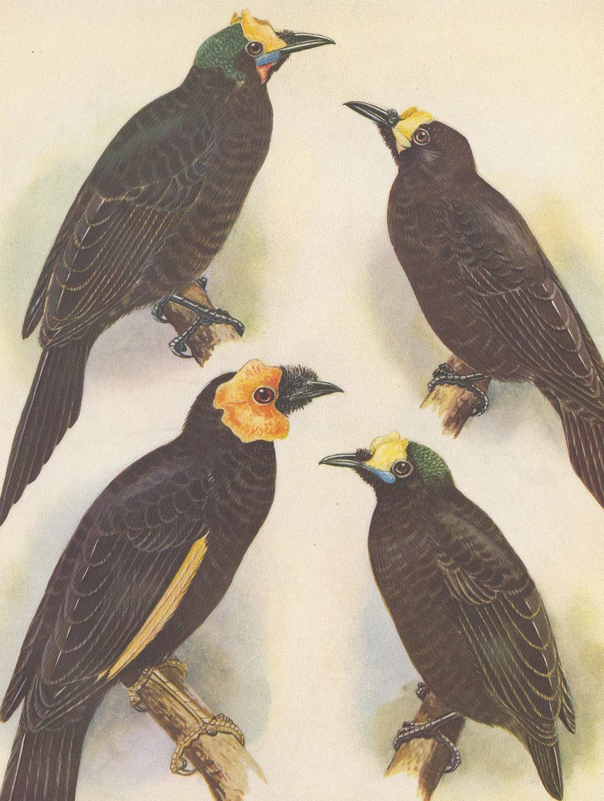 Antique Print of the Wattled Bird of Paradise and Others, 1950