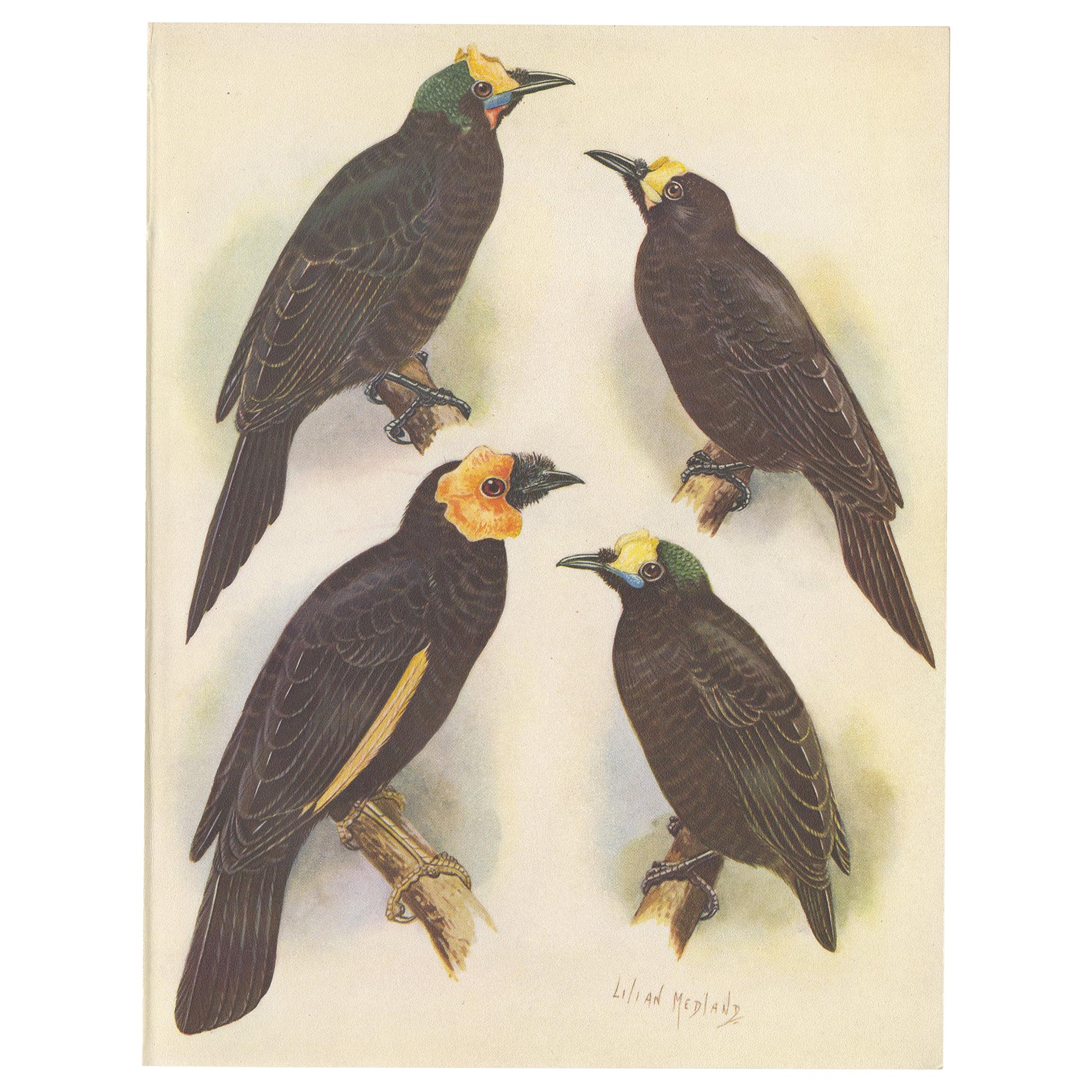 Antique Print of the Wattled Bird of Paradise and Others, 1950