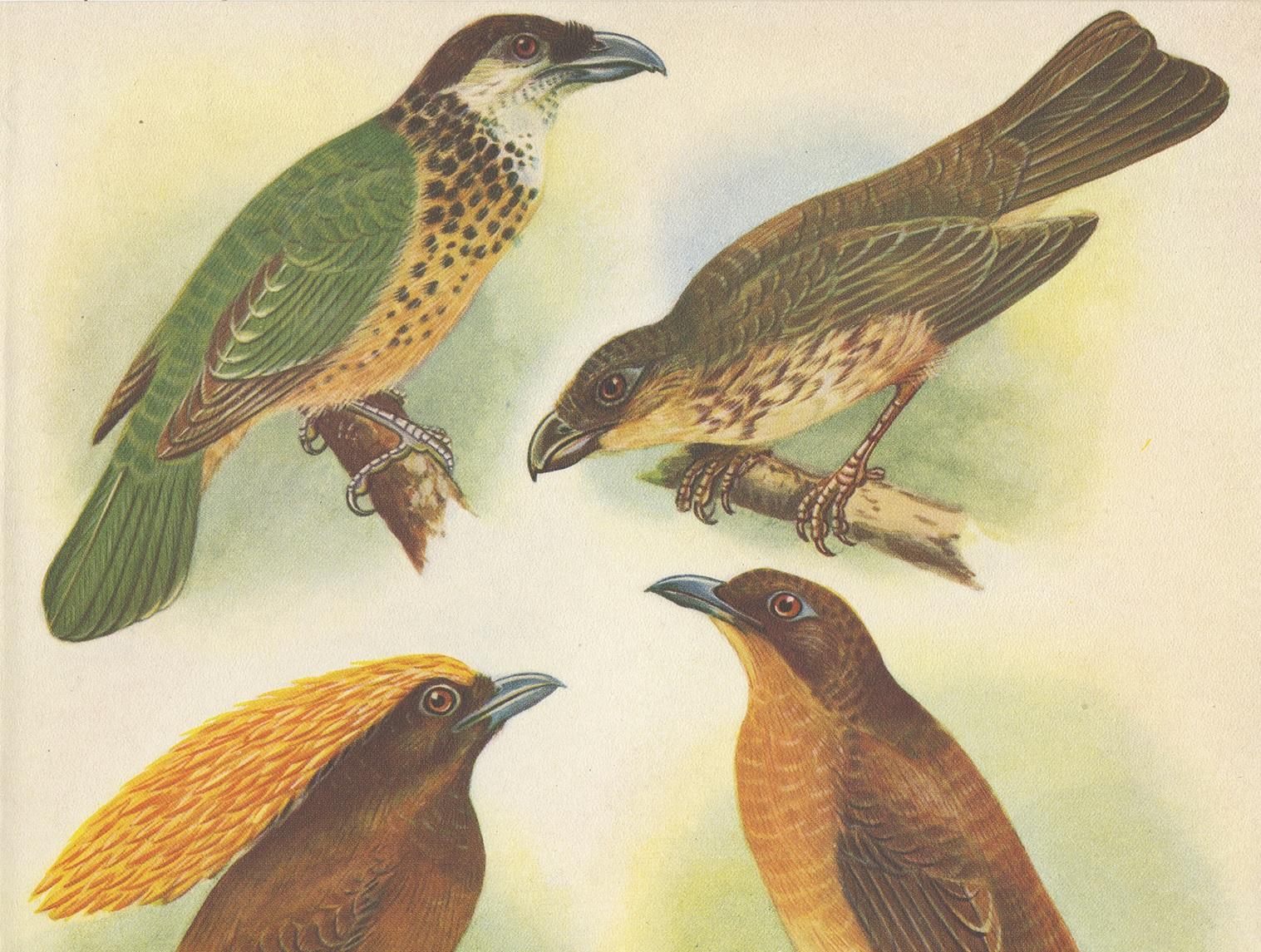 Esta obra de arte decorativa sirve de escaparate visual del esplendor aviar, presentando cuatro especies distintas de aves conocidas por sus rasgos y hábitats únicos. La ilustración es una pieza auténtica procedente de la notable obra 