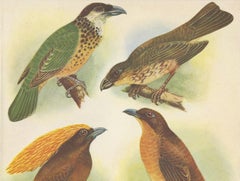 Antique Print of the White-Eared Cat Bird, Tooth-Billed Cat Bird and Other, 1950