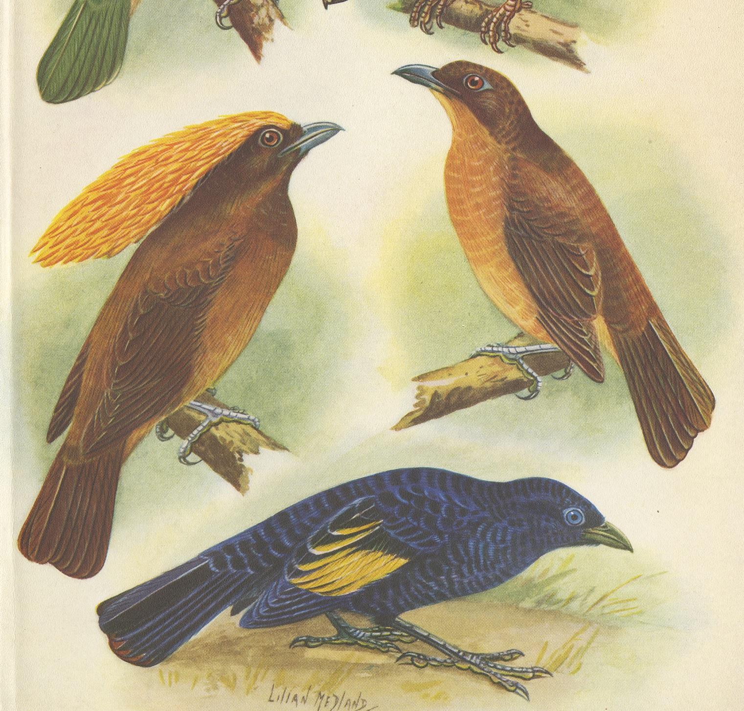 pajaro con orejas