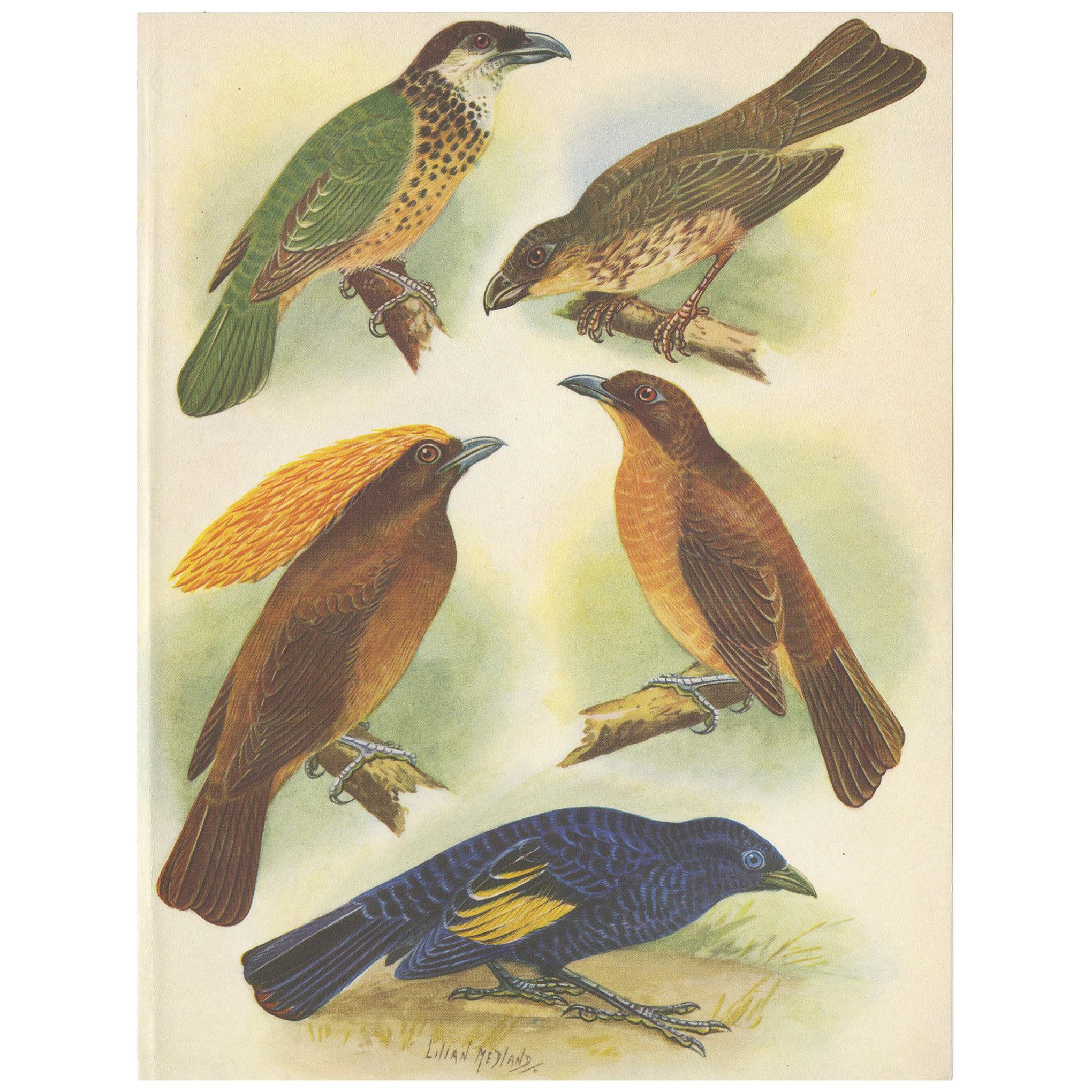 Antique Print of the White-Eared Cat Bird, Tooth-Billed Cat Bird and Other, 1950 For Sale