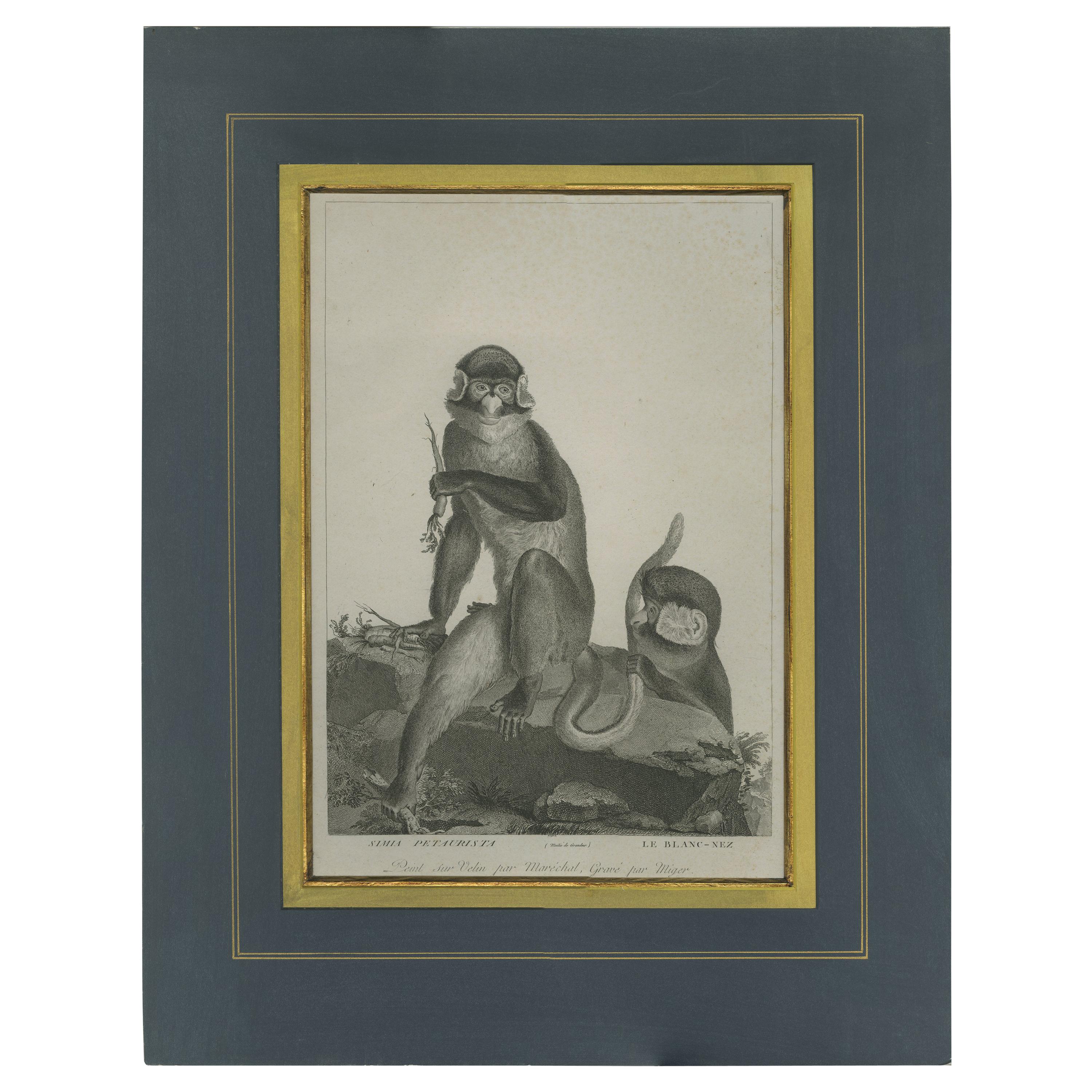 Antique Print of the White-Nosed Monkey by Miger 'c.1808' For Sale