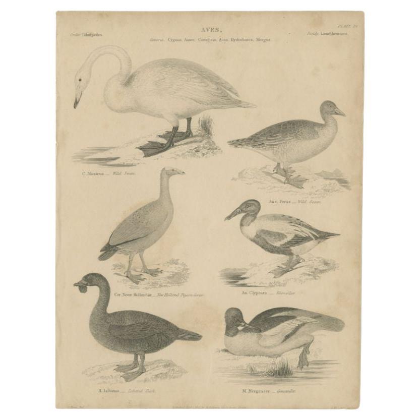 Antique Print of the Wild Swan, Wild Goose and Other Birds, 1841 For Sale