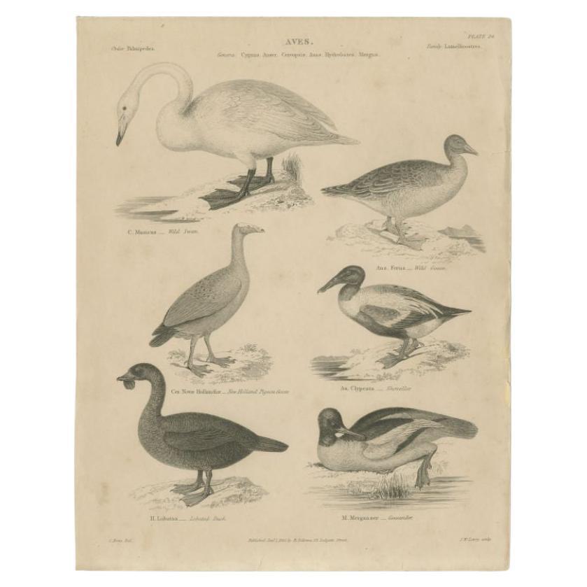 Antique Print of the Wild Swan, Wild Goose and other Birds by Lowry, 1841 For Sale