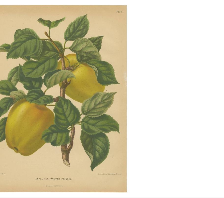 Antique Print of the Winter Princess Apple by G. Severeyns, 1876 In Good Condition For Sale In Langweer, NL