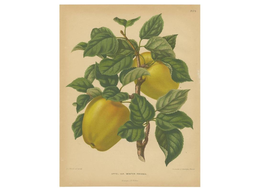 19th Century Antique Print of the Winter Princess Apple by G. Severeyns, 1876 For Sale