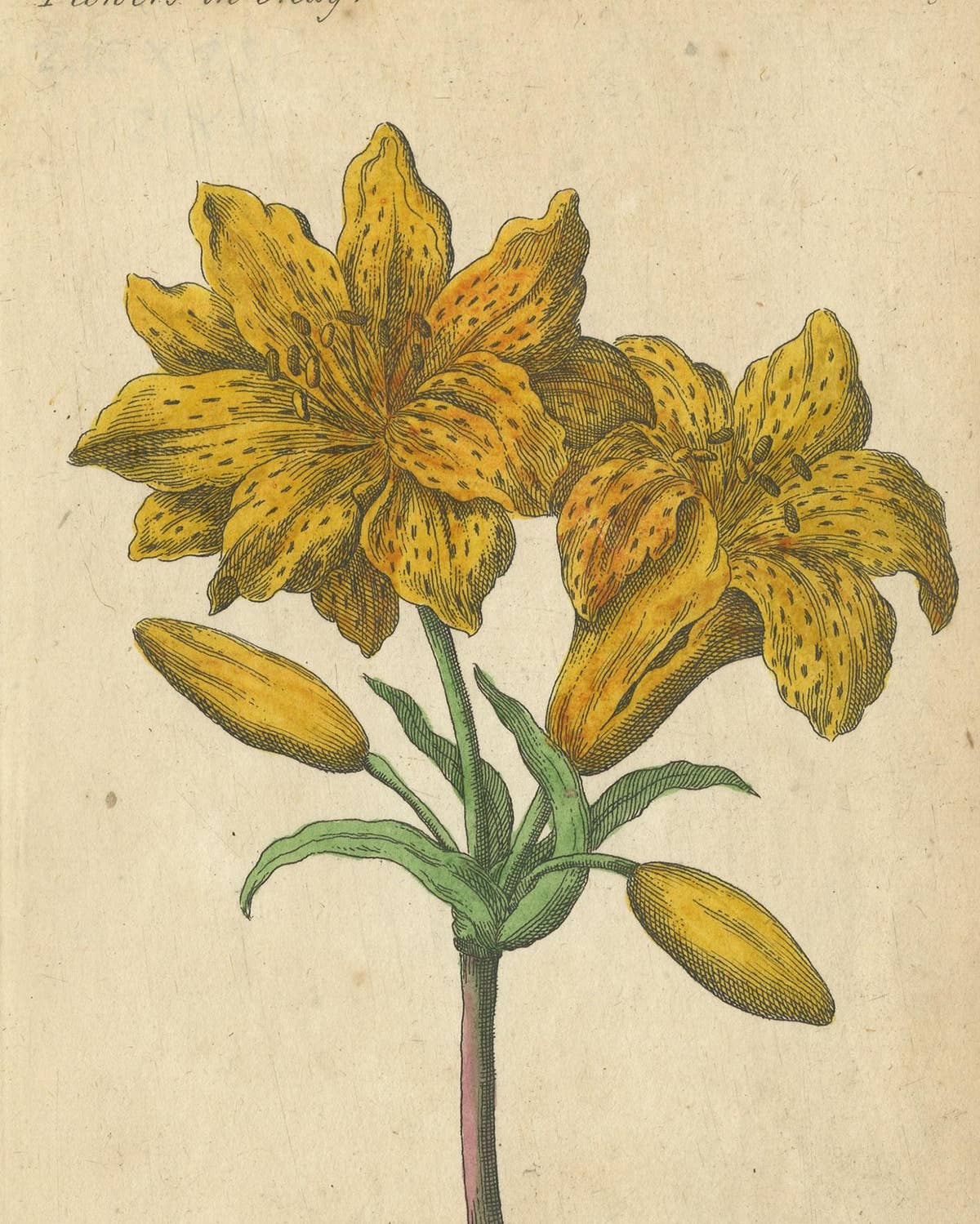 Antique Print of the Yellow Austrian Rose, Cinnamon Rose and Orange Lilly, 1747
