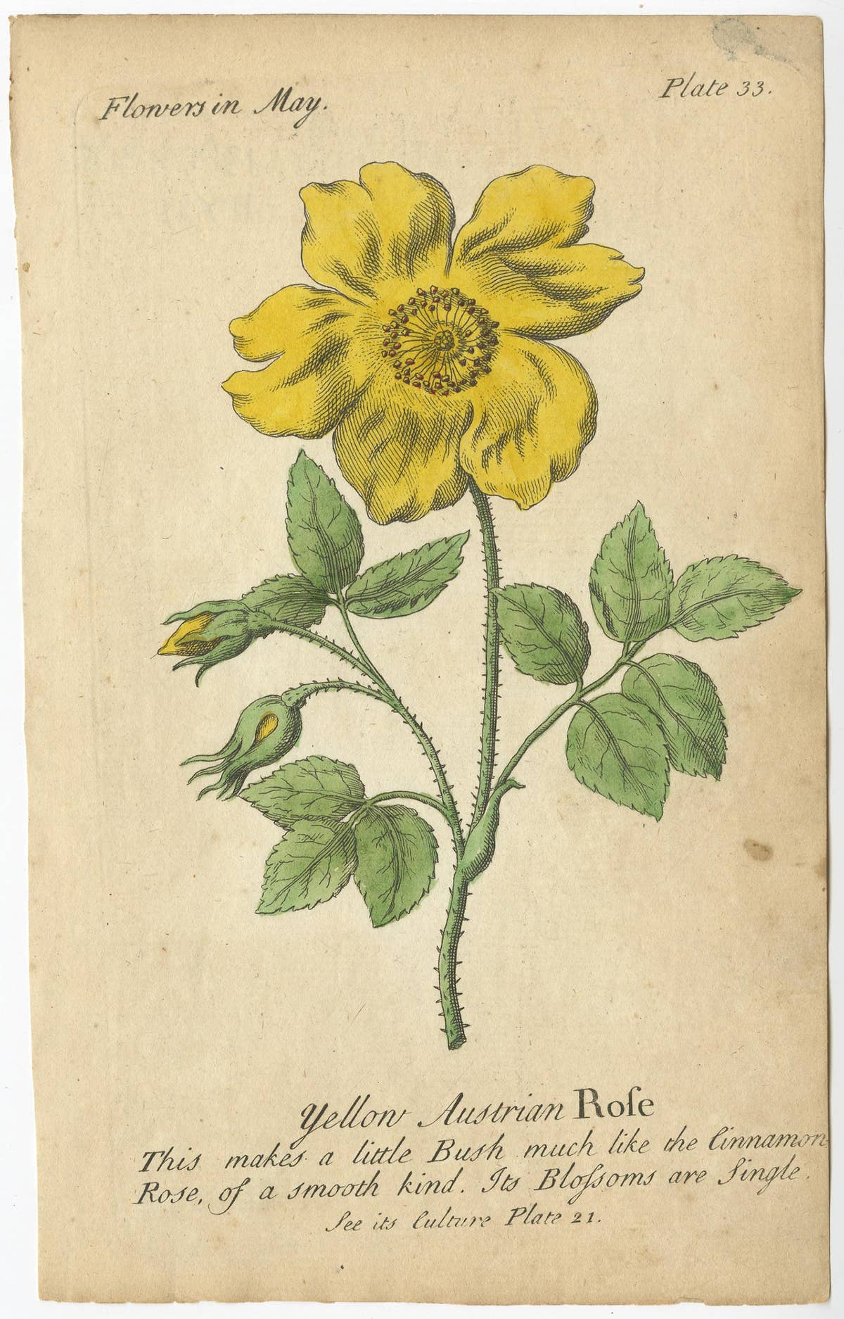 Antique Print of the Yellow Austrian Rose, Cinnamon Rose and Orange Lilly, 1747