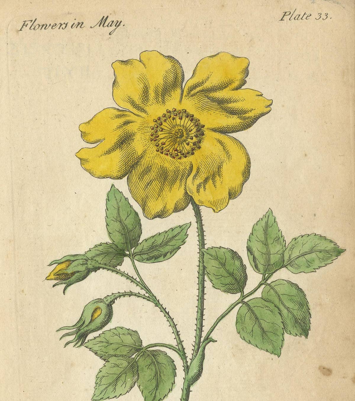 Antique Print of the Yellow Austrian Rose, Cinnamon Rose and Orange Lilly, 1747