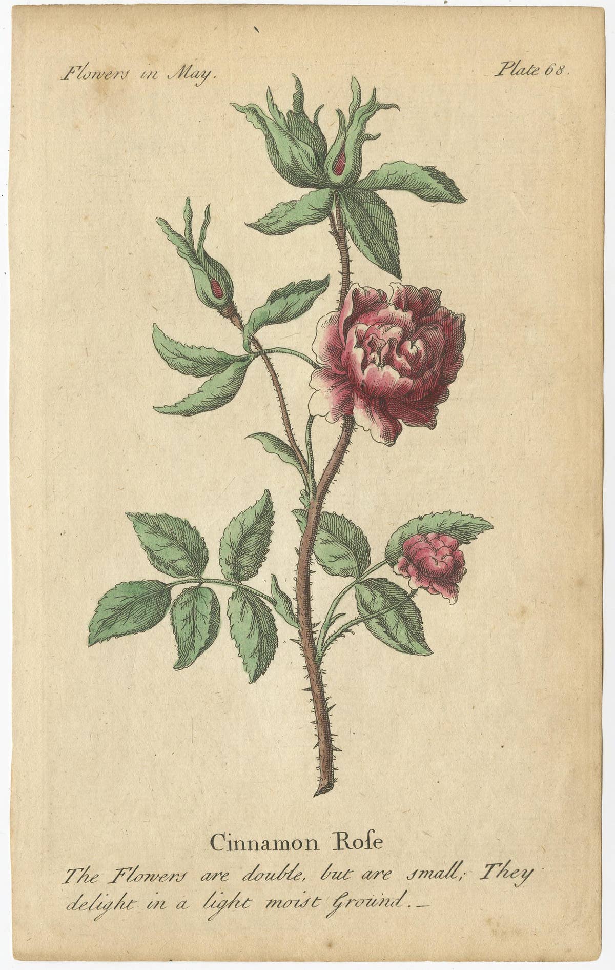 Antique Print of the Yellow Austrian Rose, Cinnamon Rose and Orange Lilly, 1747