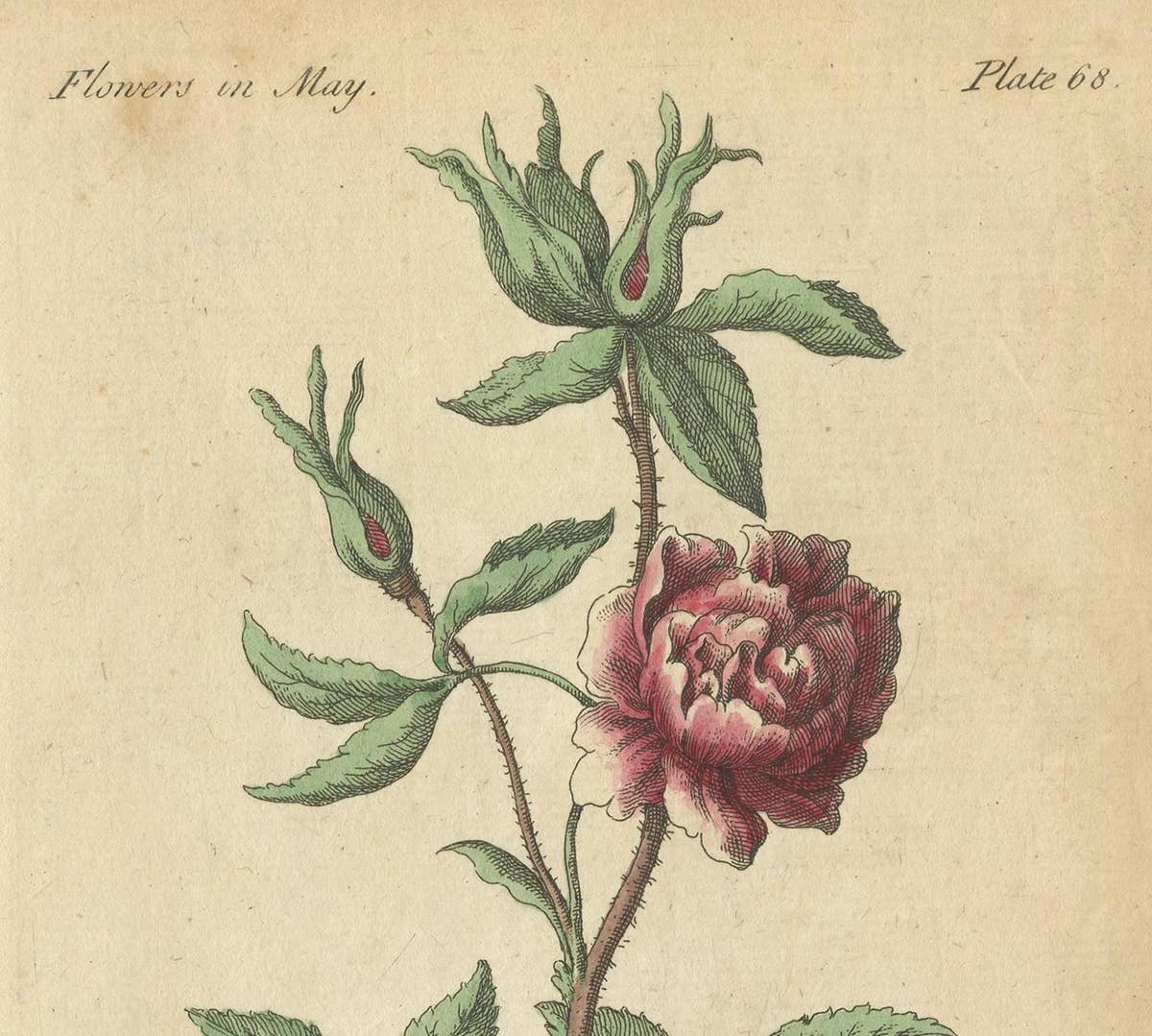 Antique Print of the Yellow Austrian Rose, Cinnamon Rose and Orange Lilly, 1747
