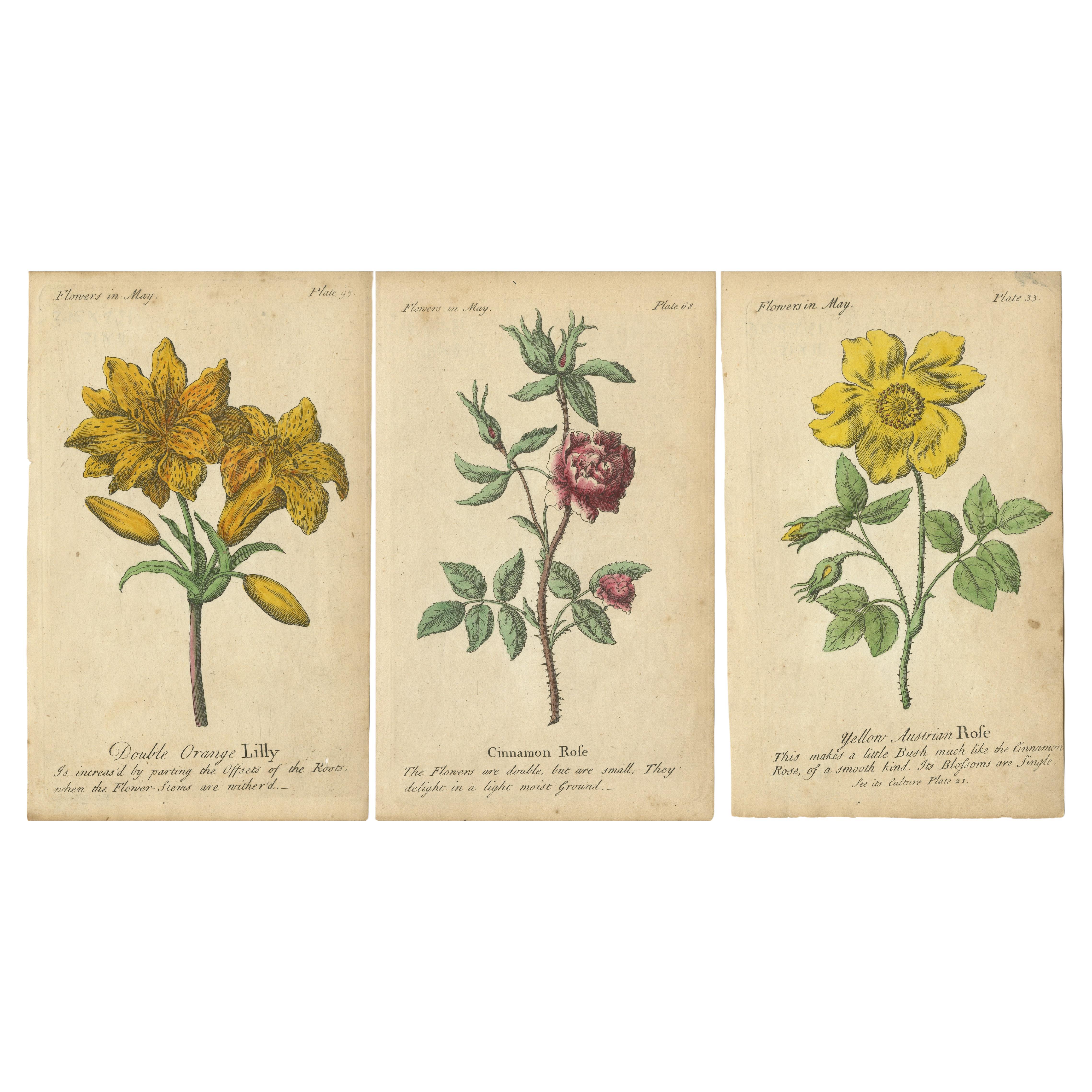 Antique Print of the Yellow Austrian Rose, Cinnamon Rose and Orange Lilly, 1747
