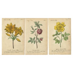 Antiker Druck der gelben österreichischen Rose, der Cinnamon Rose und der orangefarbenen Lilly, 1747