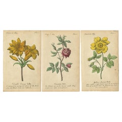 Stampa antica della rosa gialla austriaca, della rosa cannella e del giglio arancione, 1747