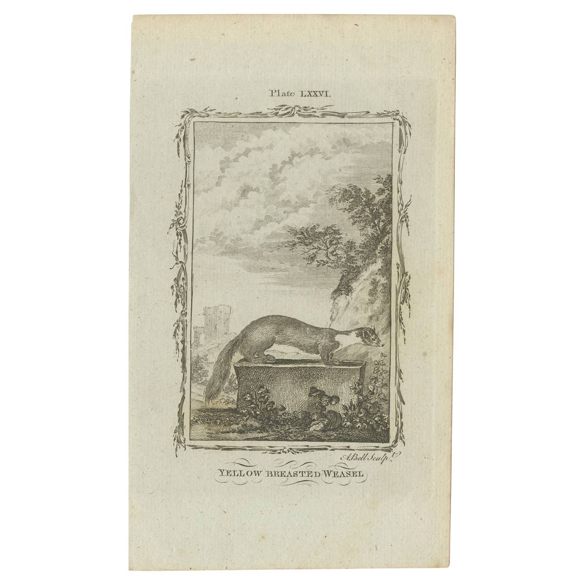 Antique Print of the Yellow-Bellied Weasel by Bell 'c.1800'