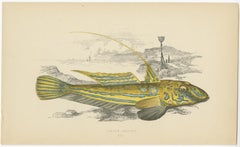 Grabado antiguo del Pez Skulpin Amarillo por J. Couch, hacia 1870