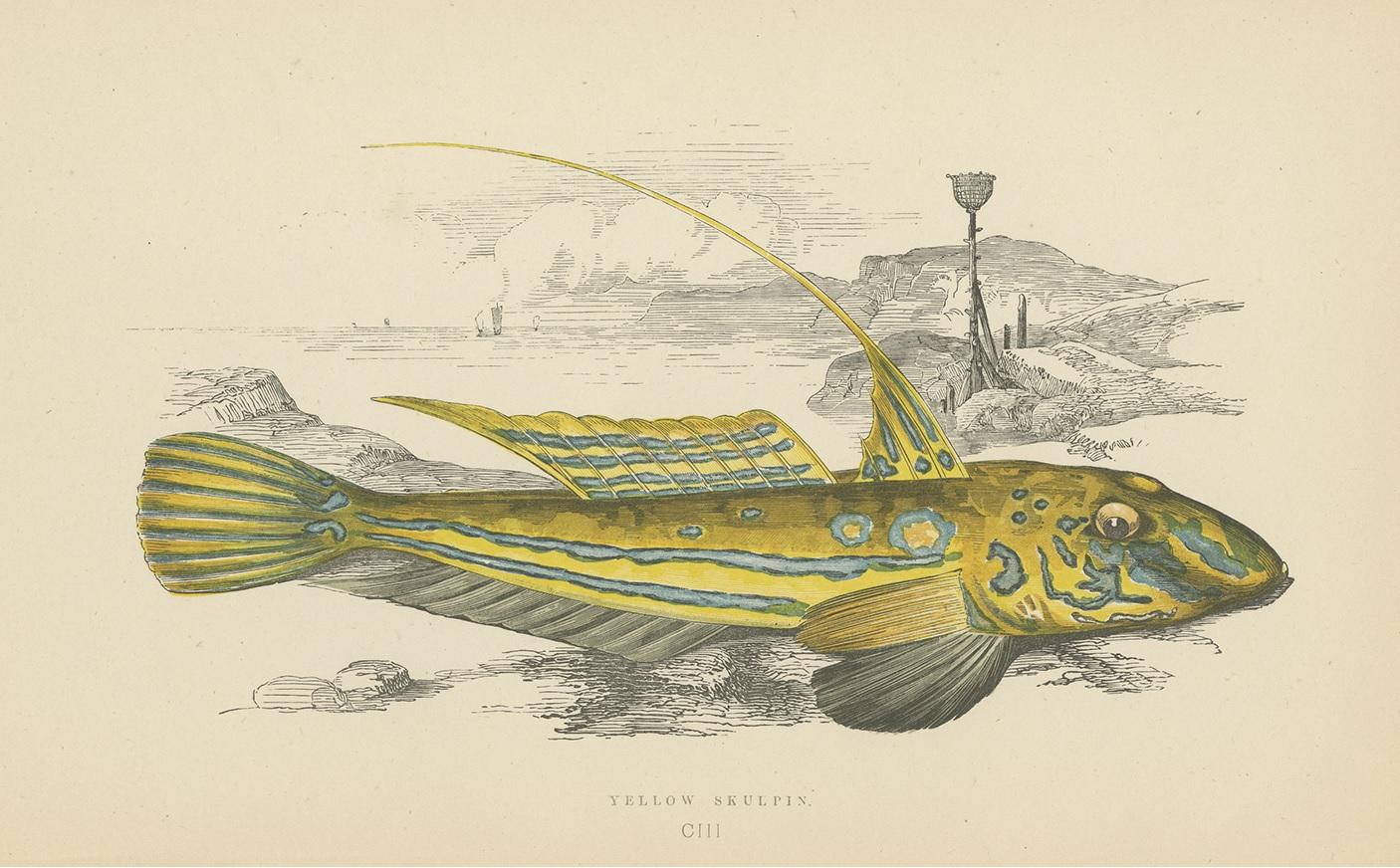 Impression ancienne du poisson jaune Skulpin par J. Couch, vers 1870 Bon état - En vente à Langweer, NL