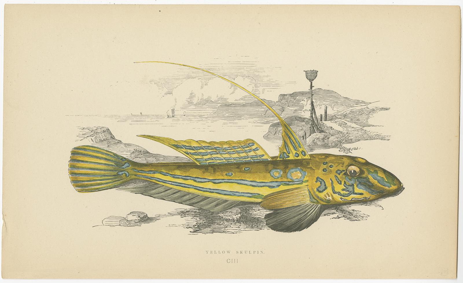 XIXe siècle Impression ancienne du poisson jaune Skulpin par J. Couch, vers 1870 en vente