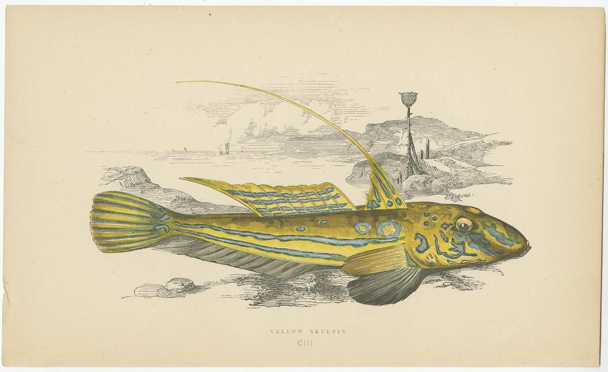 Antique Print of the Yellow Skulpin Fish by J. Couch, circa 1870