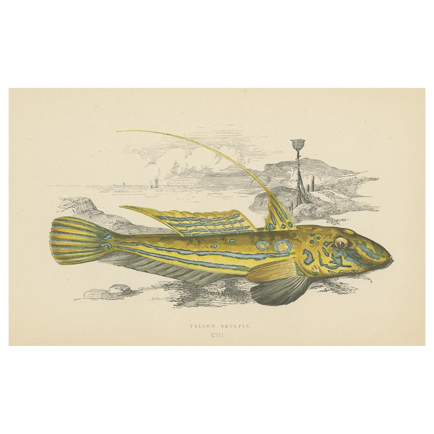 Grabado antiguo del Pez Skulpin Amarillo por J. Couch, hacia 1870