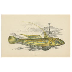 Stampa antica del pesce Skulpin giallo di J. Couch, 1870 circa