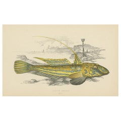 Antique Print of the Yellow Skulpin Fish by J. Couch, circa 1870