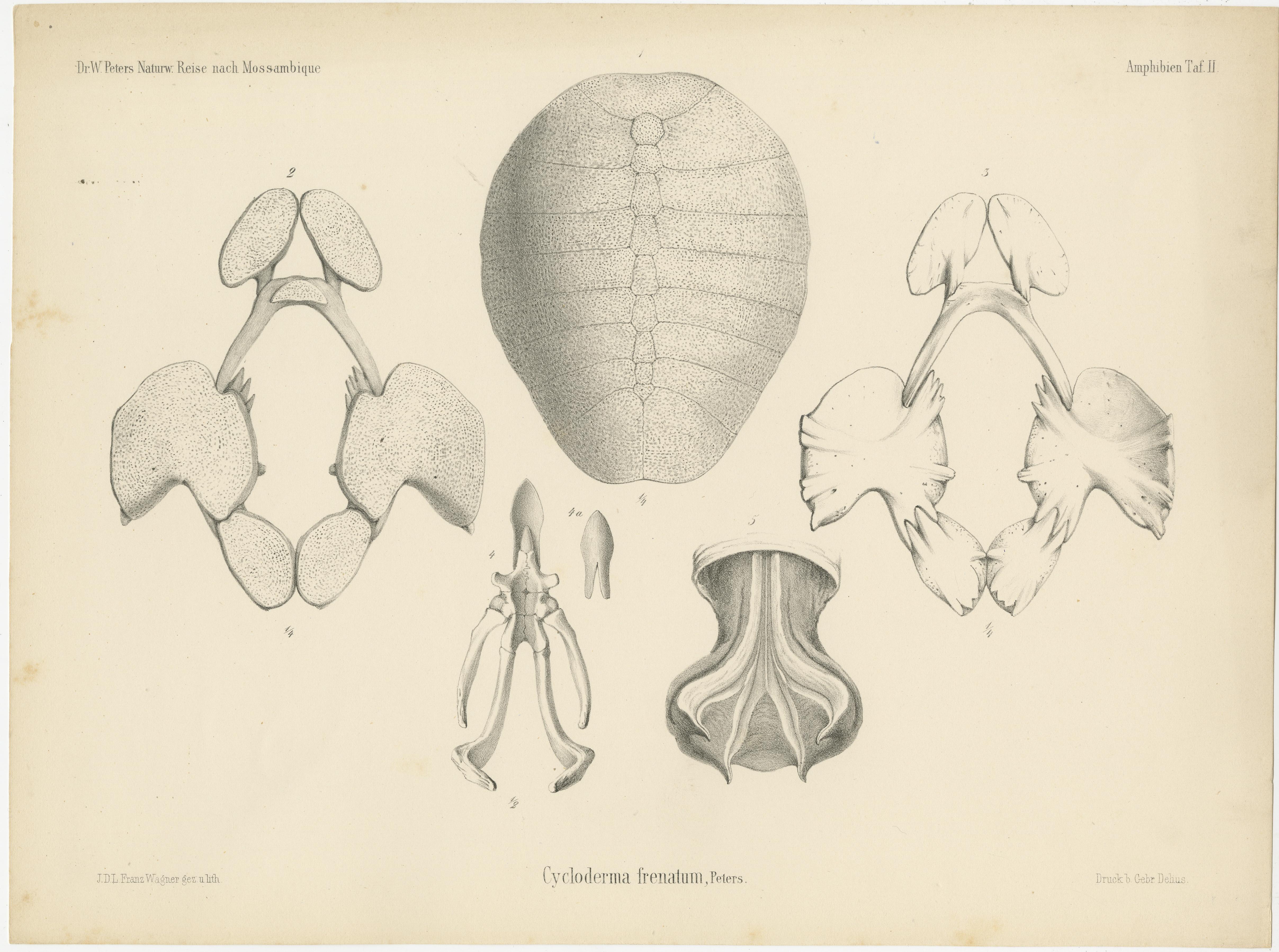 Grabado antiguo titulado 'Cycloderma frenatum (..)'. Grabado original antiguo de la tortuga de caparazón blando del Zambeze. Este grabado procede de 