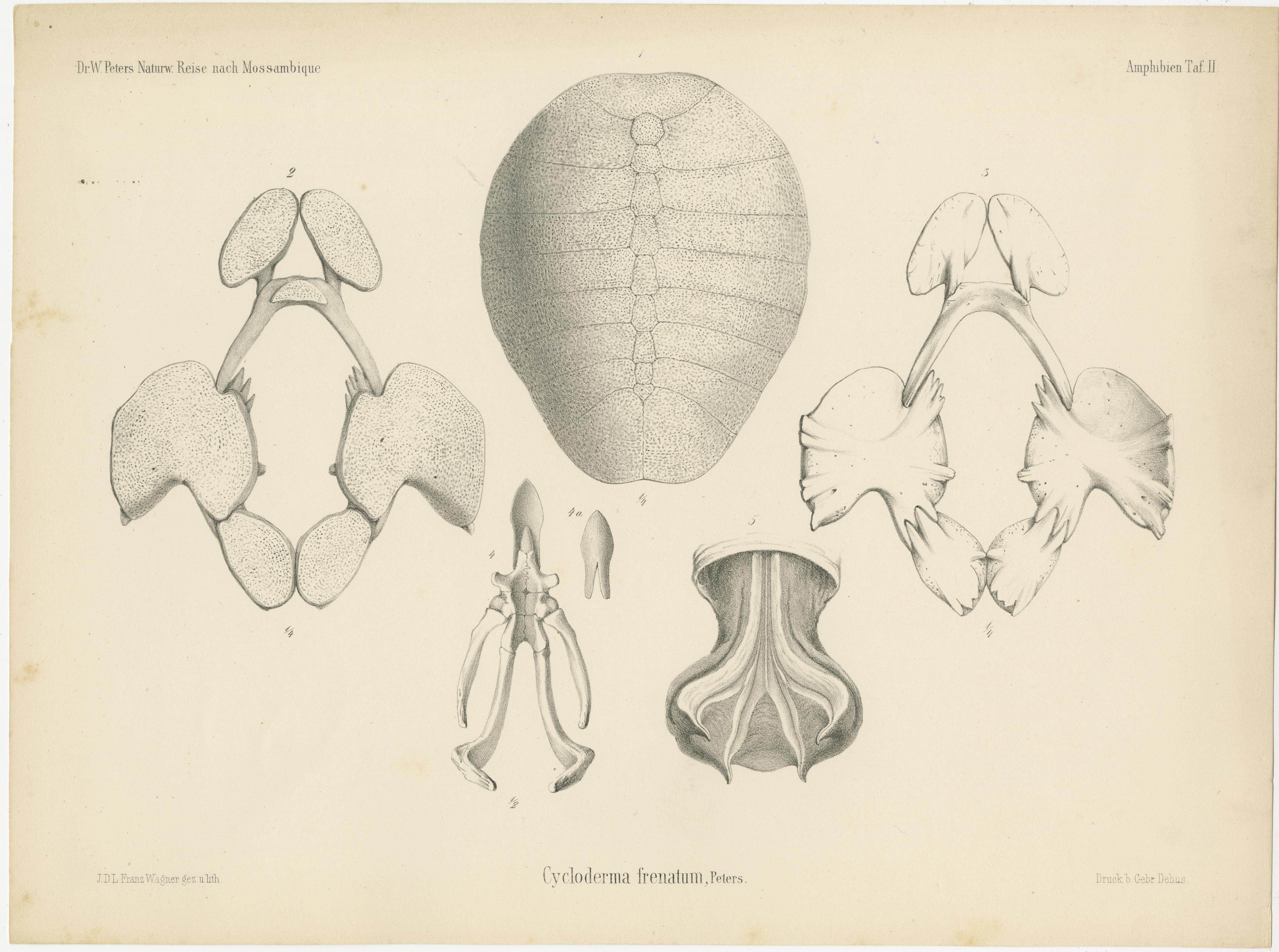 Antiker Druck mit dem Titel 'Cycloderma frenatum (..)'. Originaler antiker Druck der Zambezi Klappenschildkröte. Dieser Druck stammt aus 'Naturwissenschaftliche Reise nach Mossambique (..)' von Wilhelm C.H. Peters, veröffentlicht ca. 1868. 