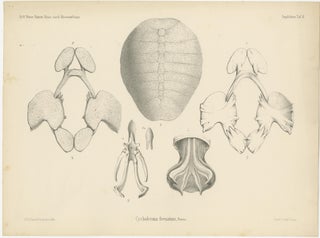 Antique Print of the Zambezi Flapshell Turtle, view 2