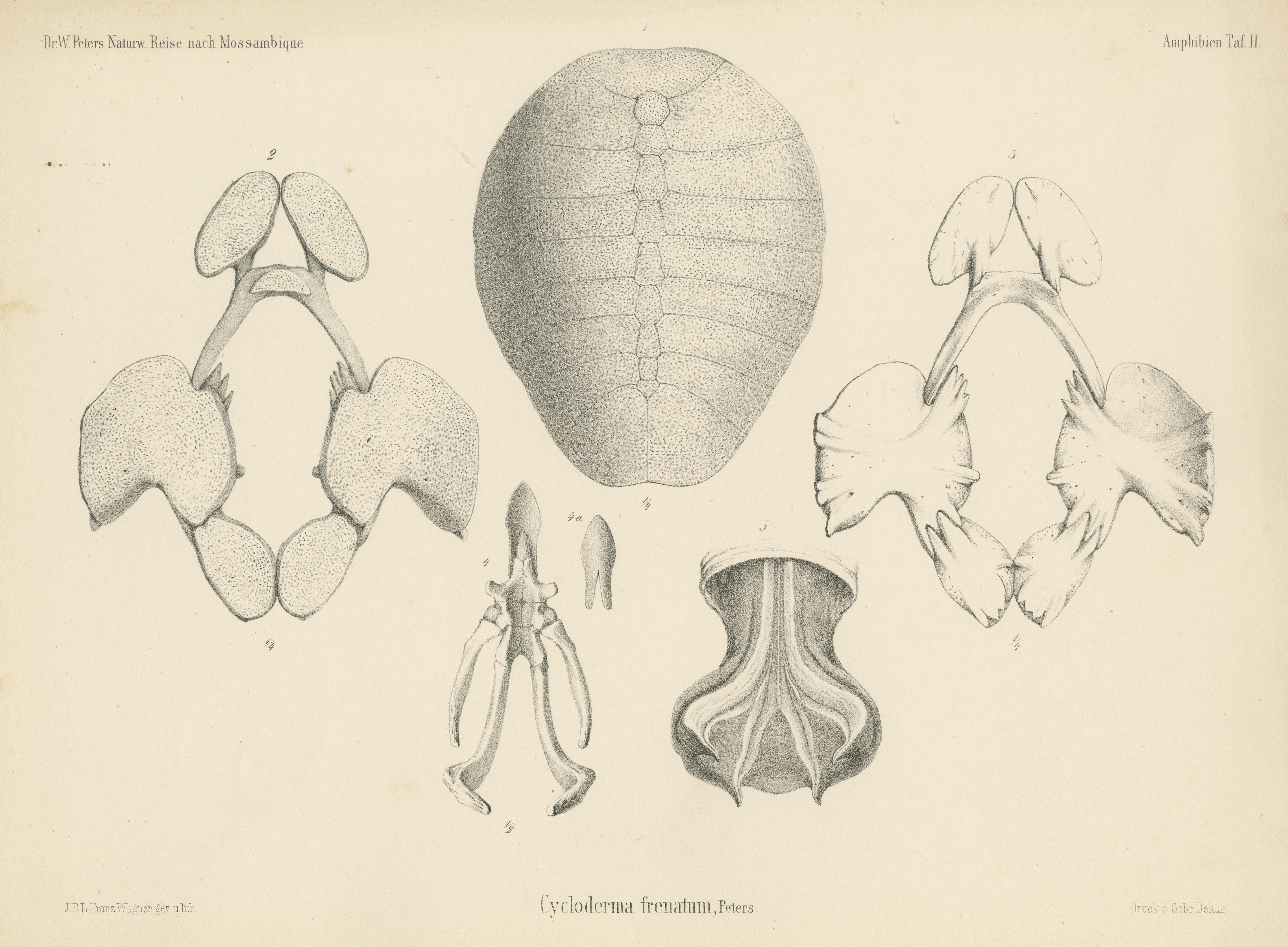 Antique Print of the Zambezi Flapshell Turtle In Good Condition For Sale In Langweer, NL