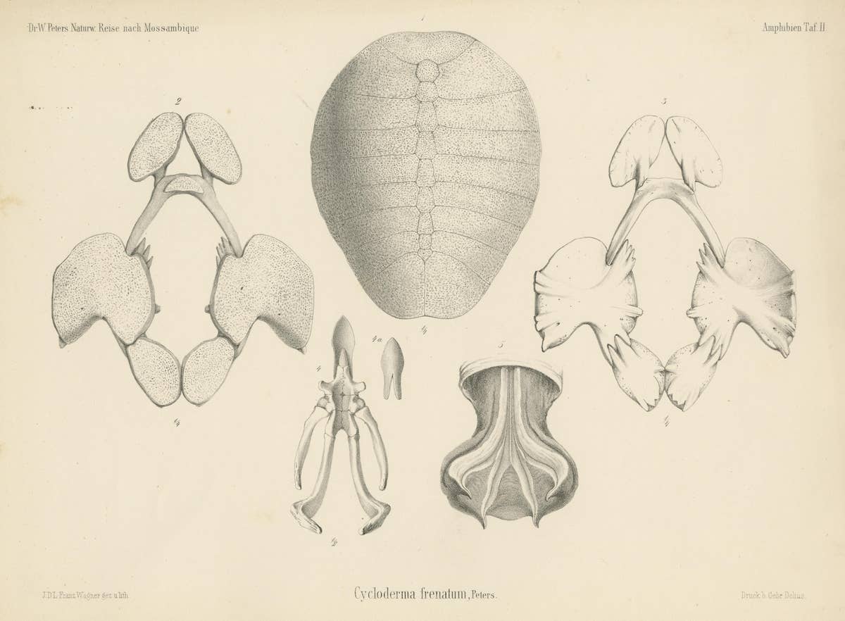 Antique Print of the Zambezi Flapshell Turtle