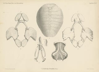 Antique Print of the Zambezi Flapshell Turtle, view 3