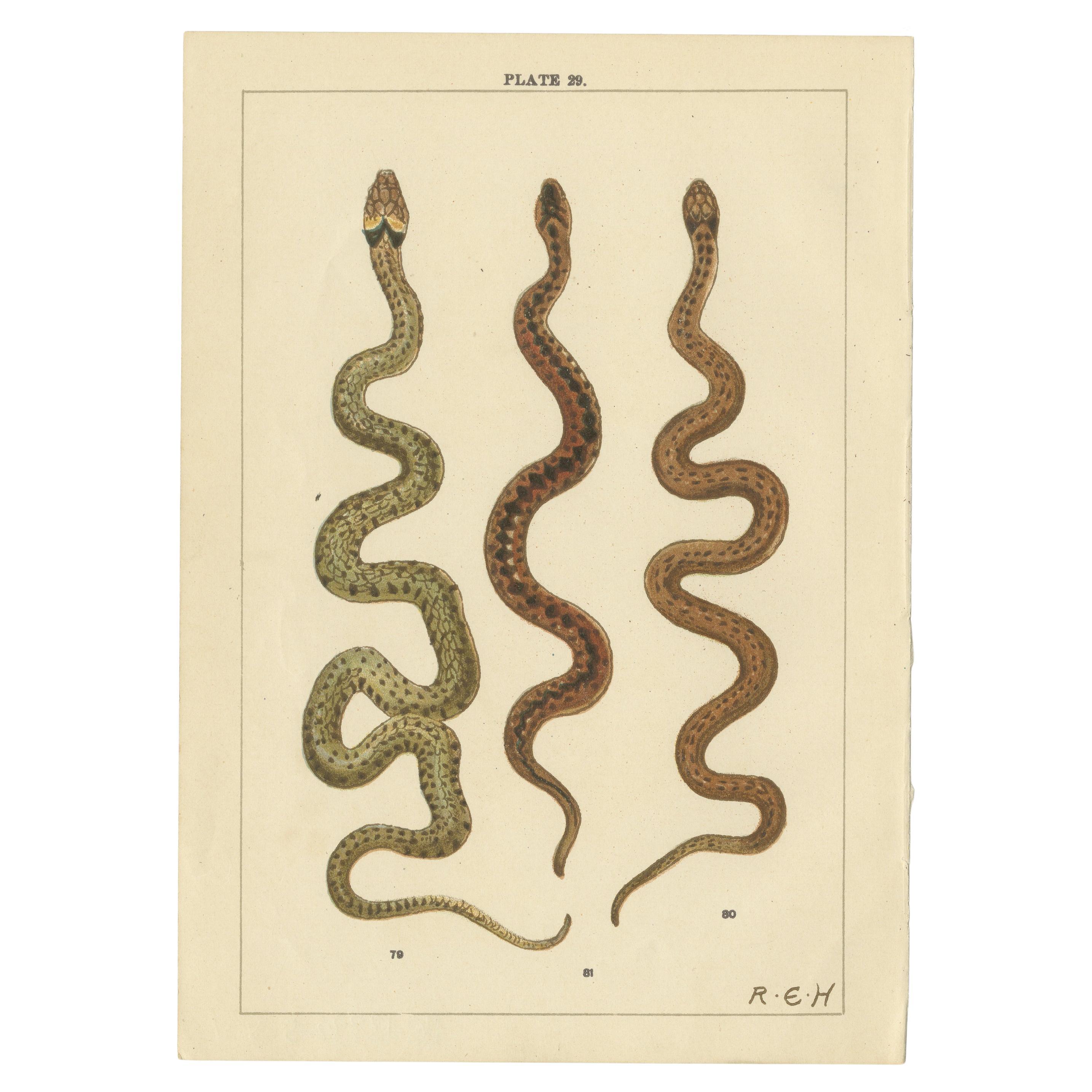 Antique Print of Three Snakes