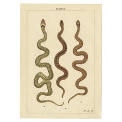 Impression ancienne de trois serpents