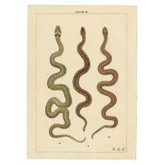 Stampa antica di tre serpenti