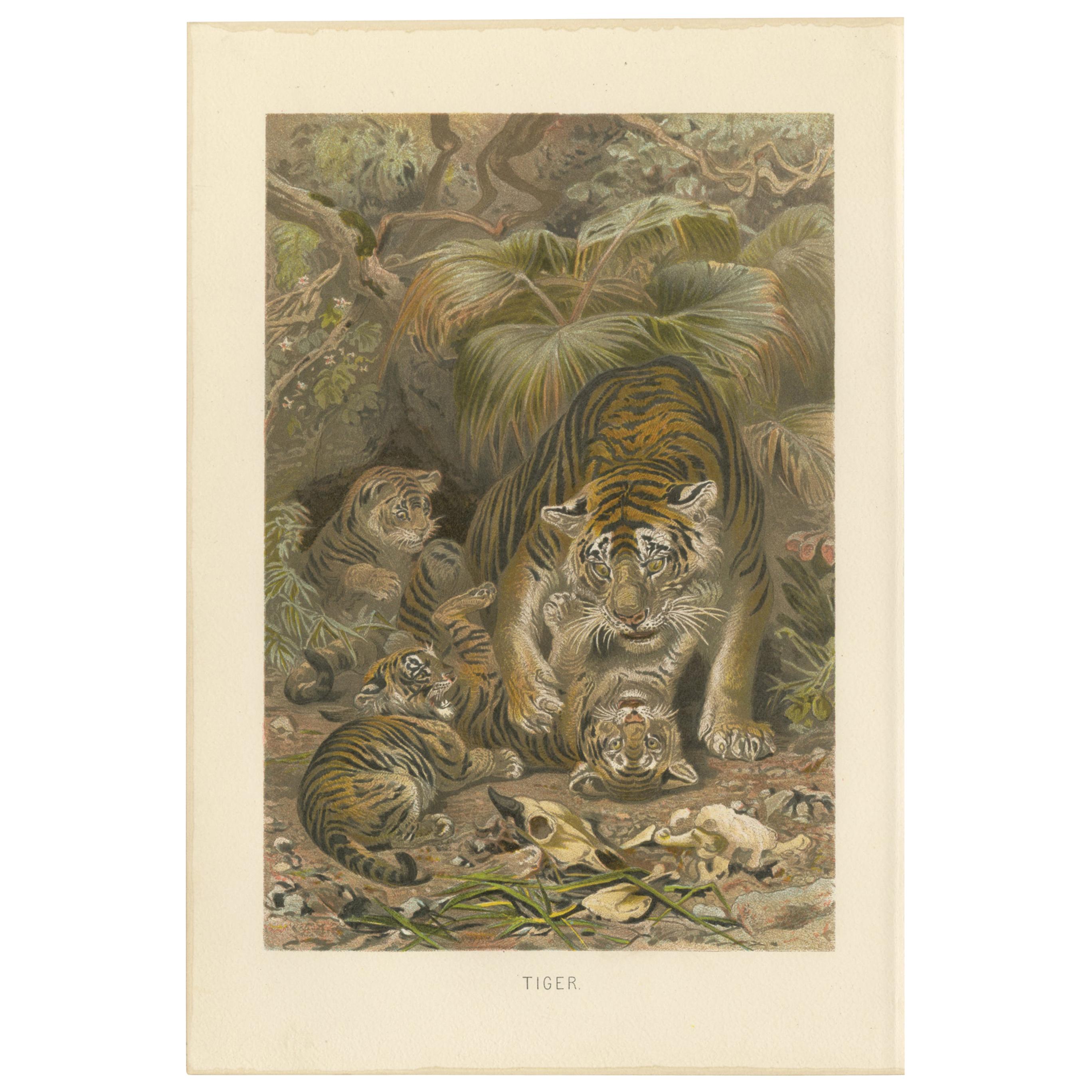 Impression ancienne de tigres par Brehm, vers 1890 en vente