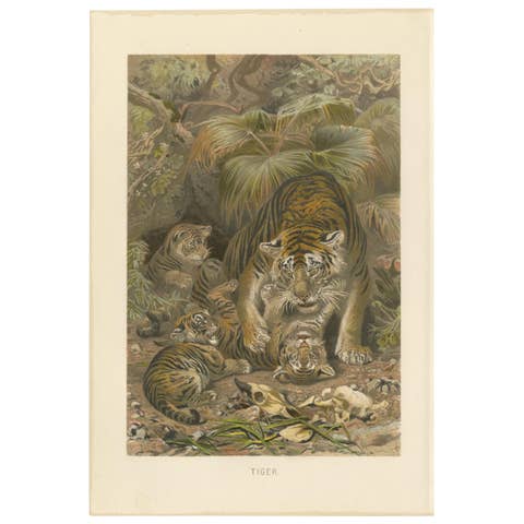 Antique Print of Tigers by Brehm 'c.1890'