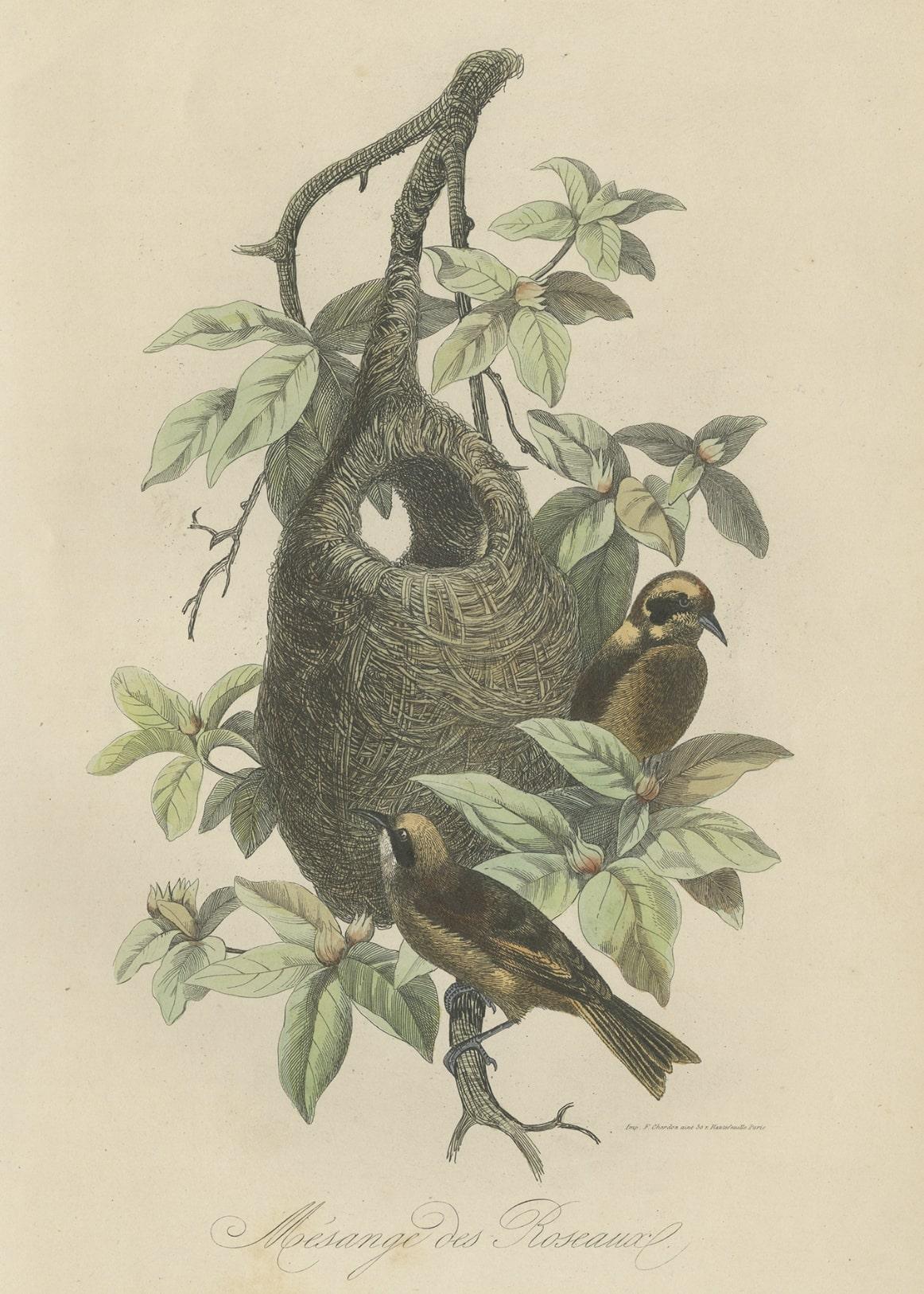 Gravure ancienne intitulée 'Mésange des Roseaux'. Impression des espèces de mésanges et de leur nid. Ce tirage provient du 