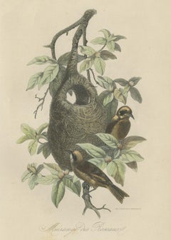 Antique Print of Tit Species with Nest, 1854