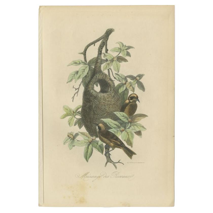 Impression ancienne d'une espèce de mésange avec un nid, 1854 Bon état - En vente à Langweer, NL