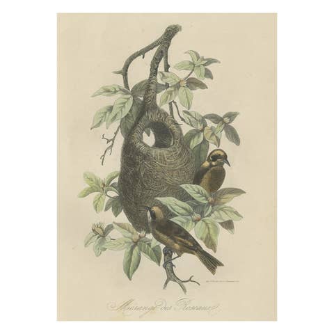Antique Print of Tit Species with Nest, 1854
