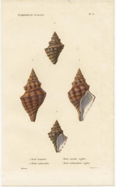 Turbinelle (Turbinella): Antique Sea Shell Print, circa 1840