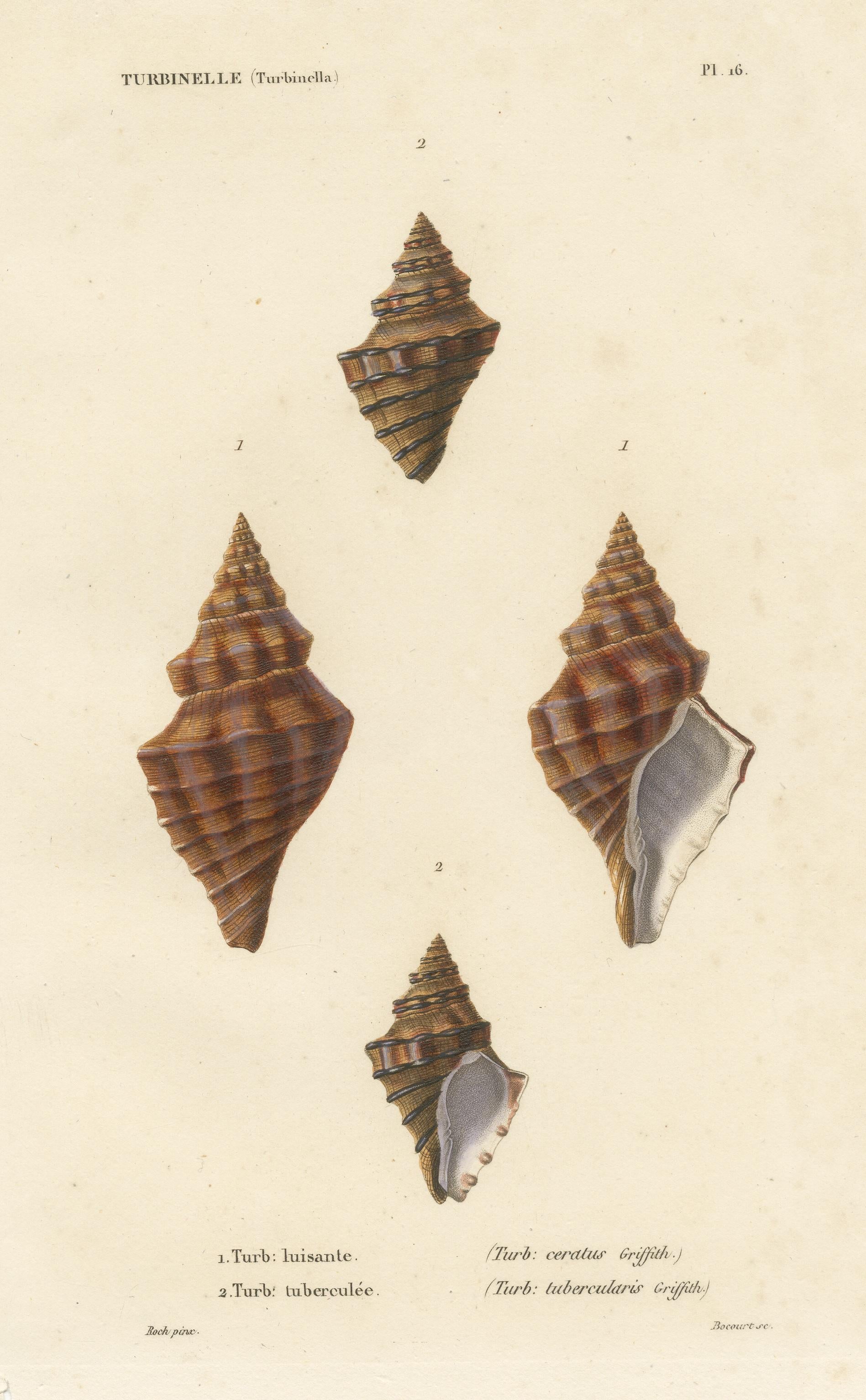 vintage sea shell prints