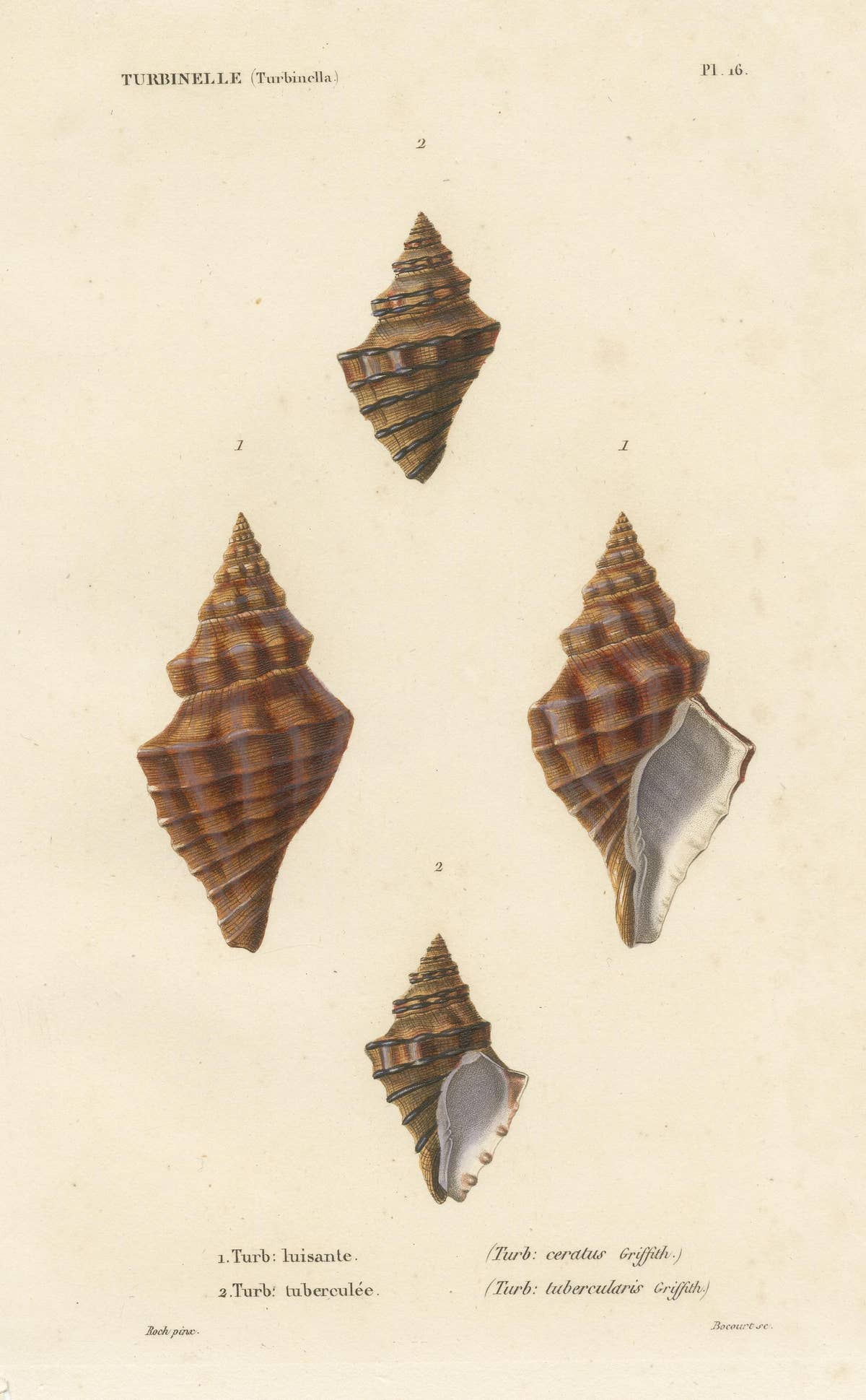 Turbinelle (Turbinella): Antique Sea Shell Print, circa 1840