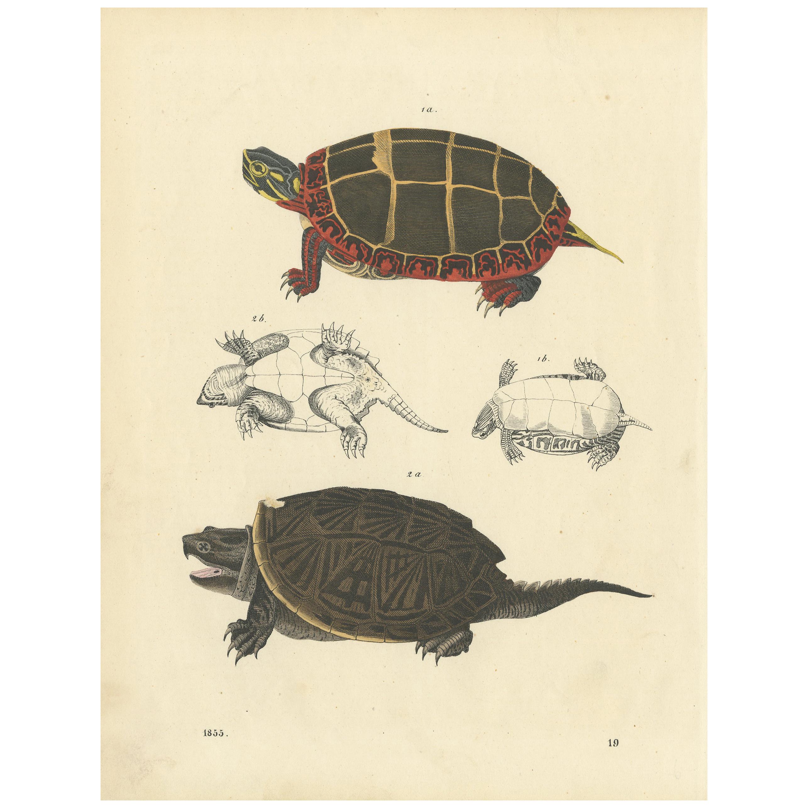 Antique Print of Turtles by Hoffmann '1855'